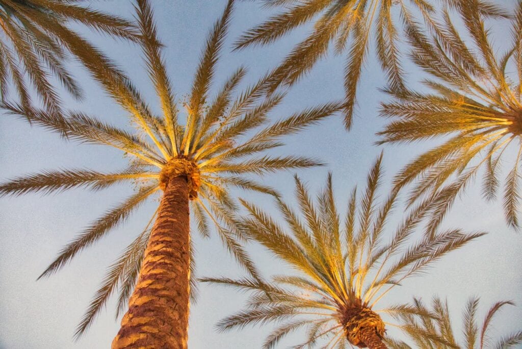 california palm trees from below